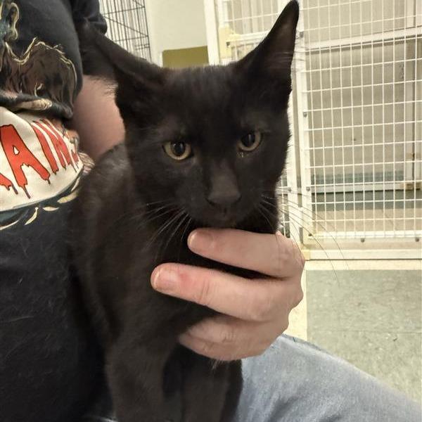 Enlarge Bama, a Adoptable American Shorthair in Mount Shasta, CA image 3/4