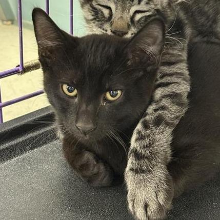 Enlarge Bama, a Adoptable American Shorthair in Mount Shasta, CA image 4/4