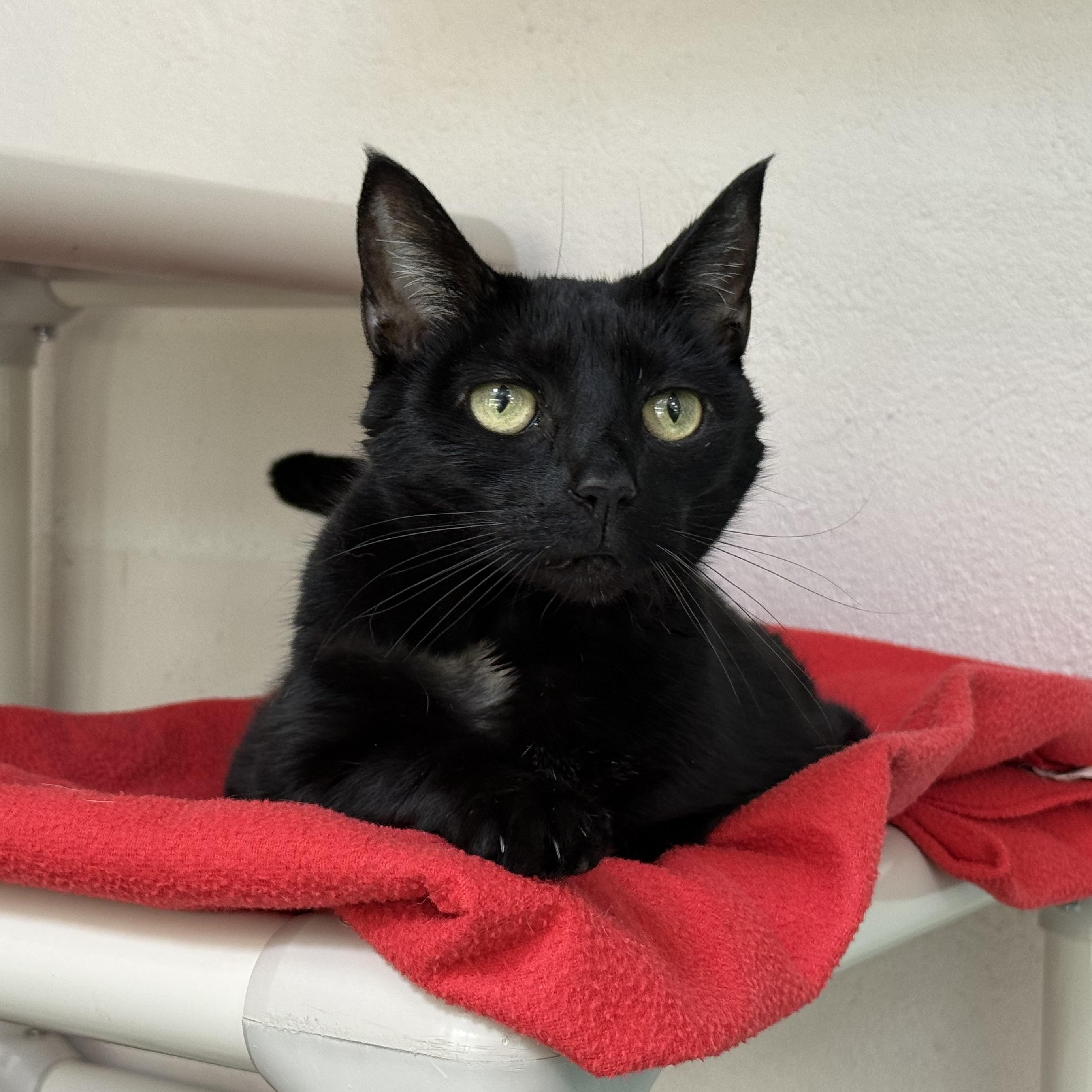 Enlarge Luna, a Adoptable mixed breed in West Milford, NJ image 3/6