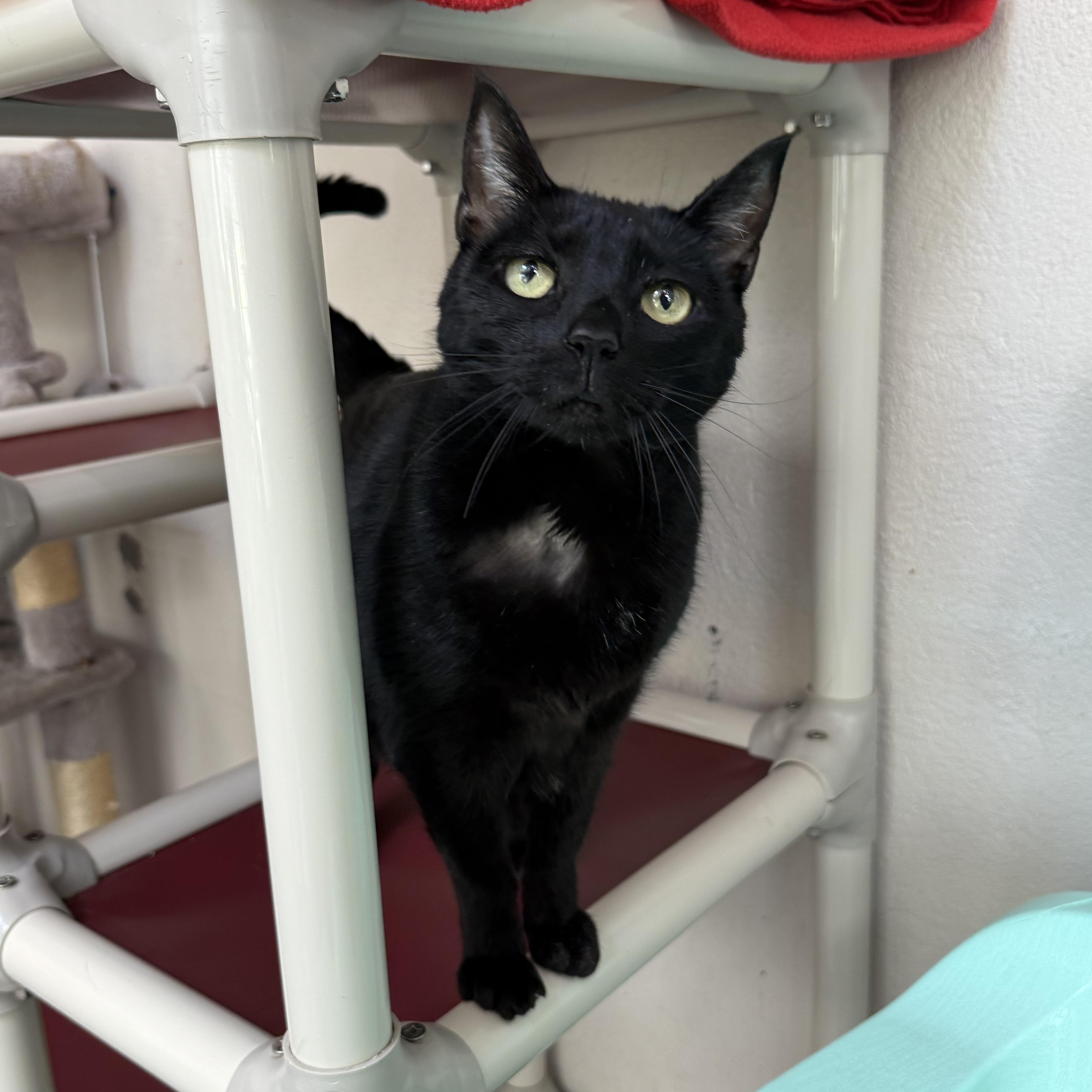 Enlarge Luna, a Adoptable mixed breed in West Milford, NJ image 5/6