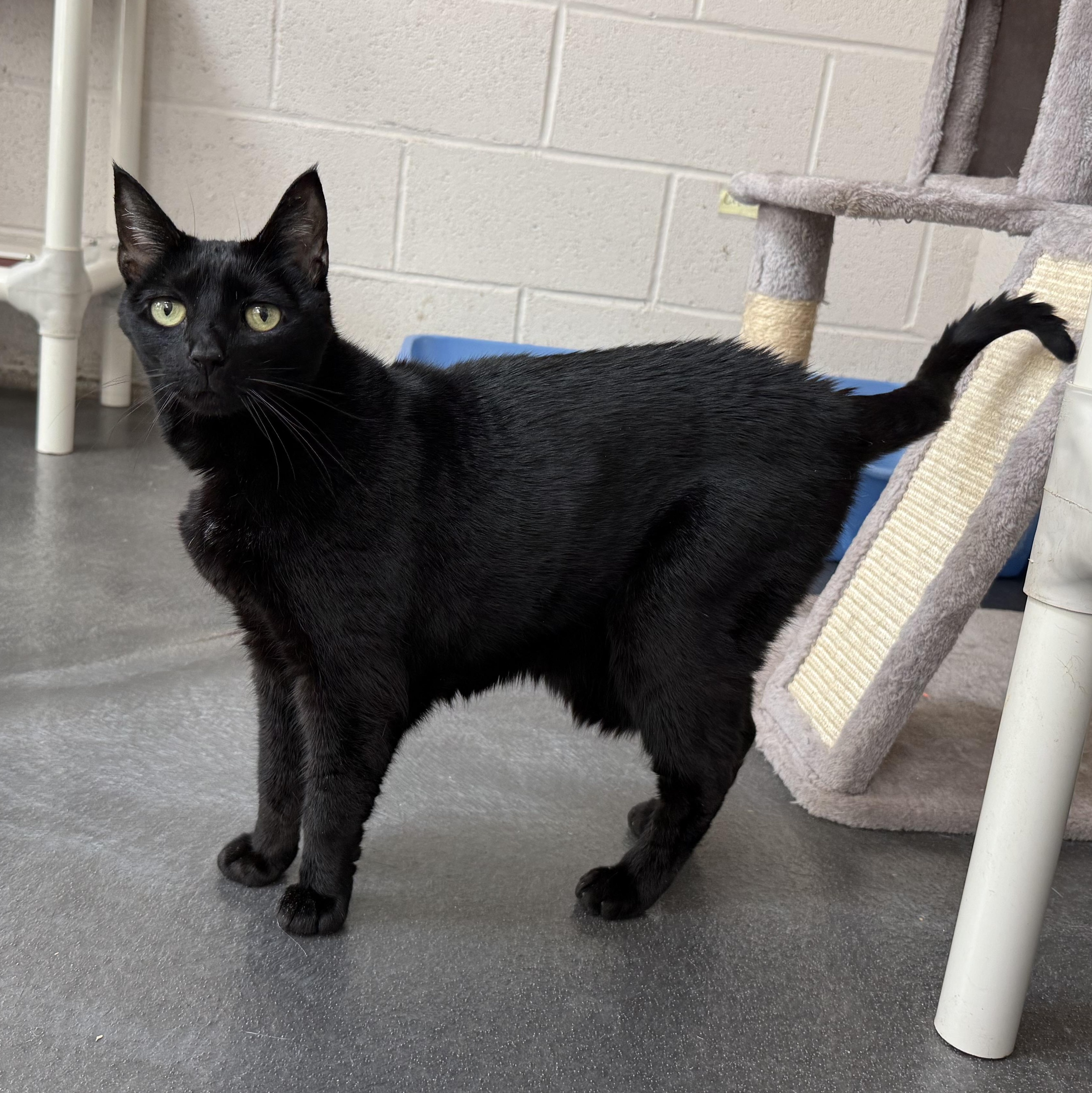 Enlarge Luna, a Adoptable mixed breed in West Milford, NJ image 4/6