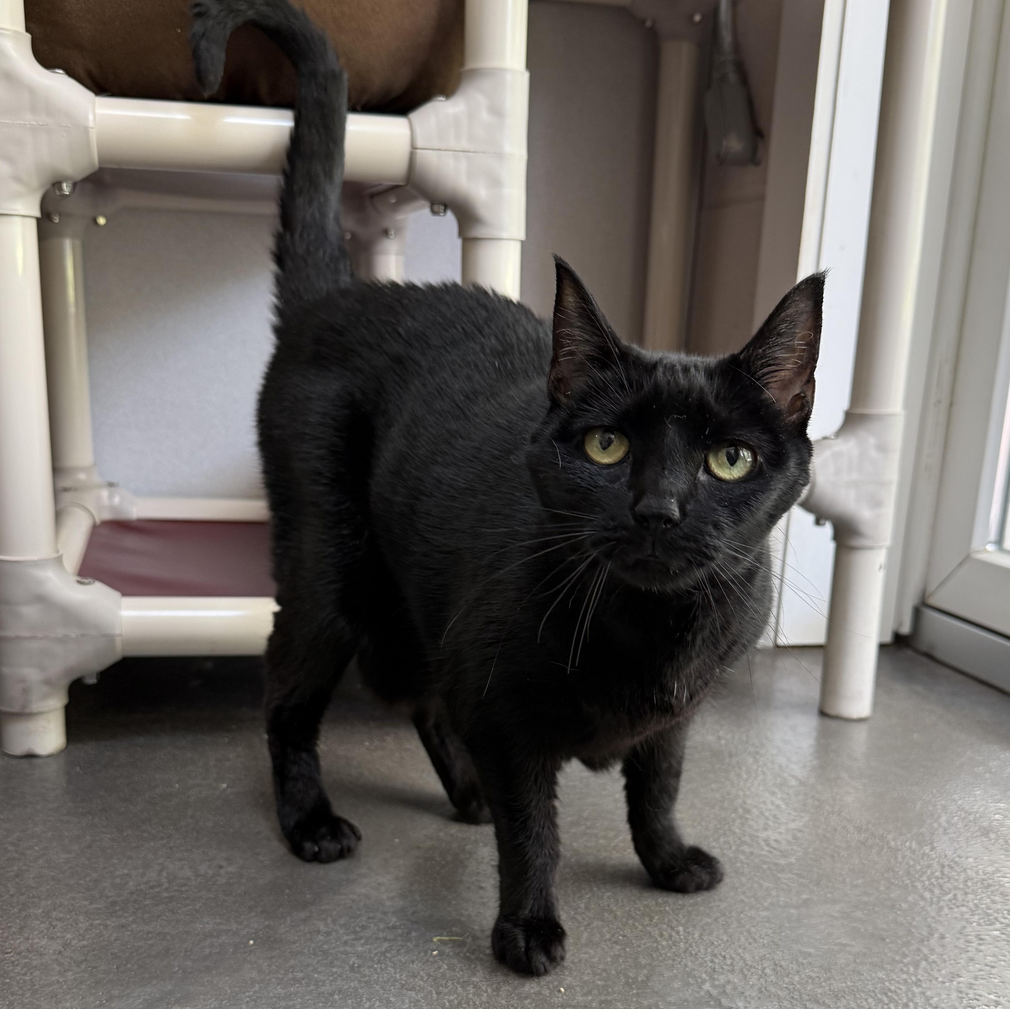 Enlarge Luna, a Adoptable mixed breed in West Milford, NJ image 4/4