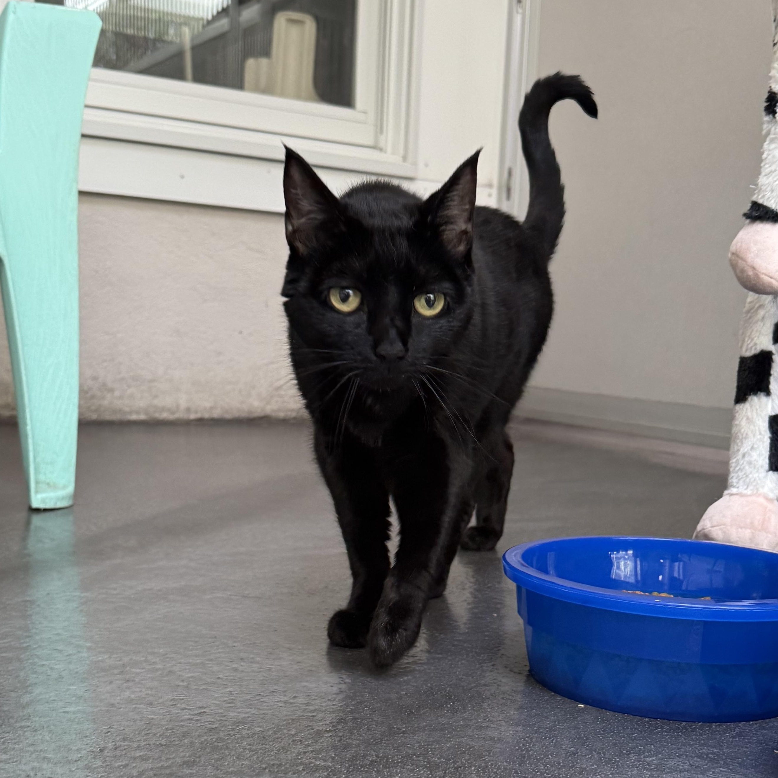 Enlarge Luna, a Adoptable mixed breed in West Milford, NJ image 2/4