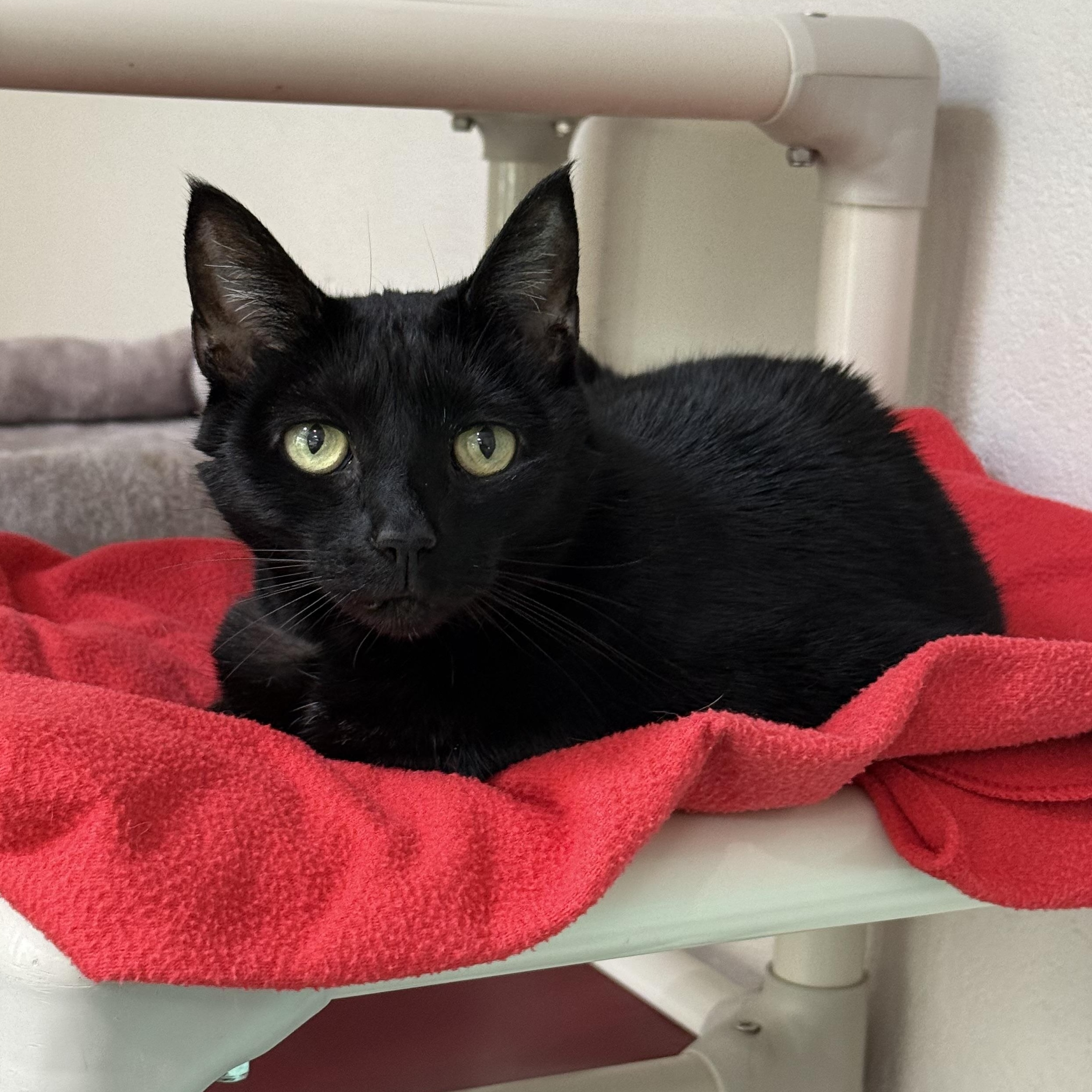 Luna, Adoptable, Senior Female Domestic Short Hair.