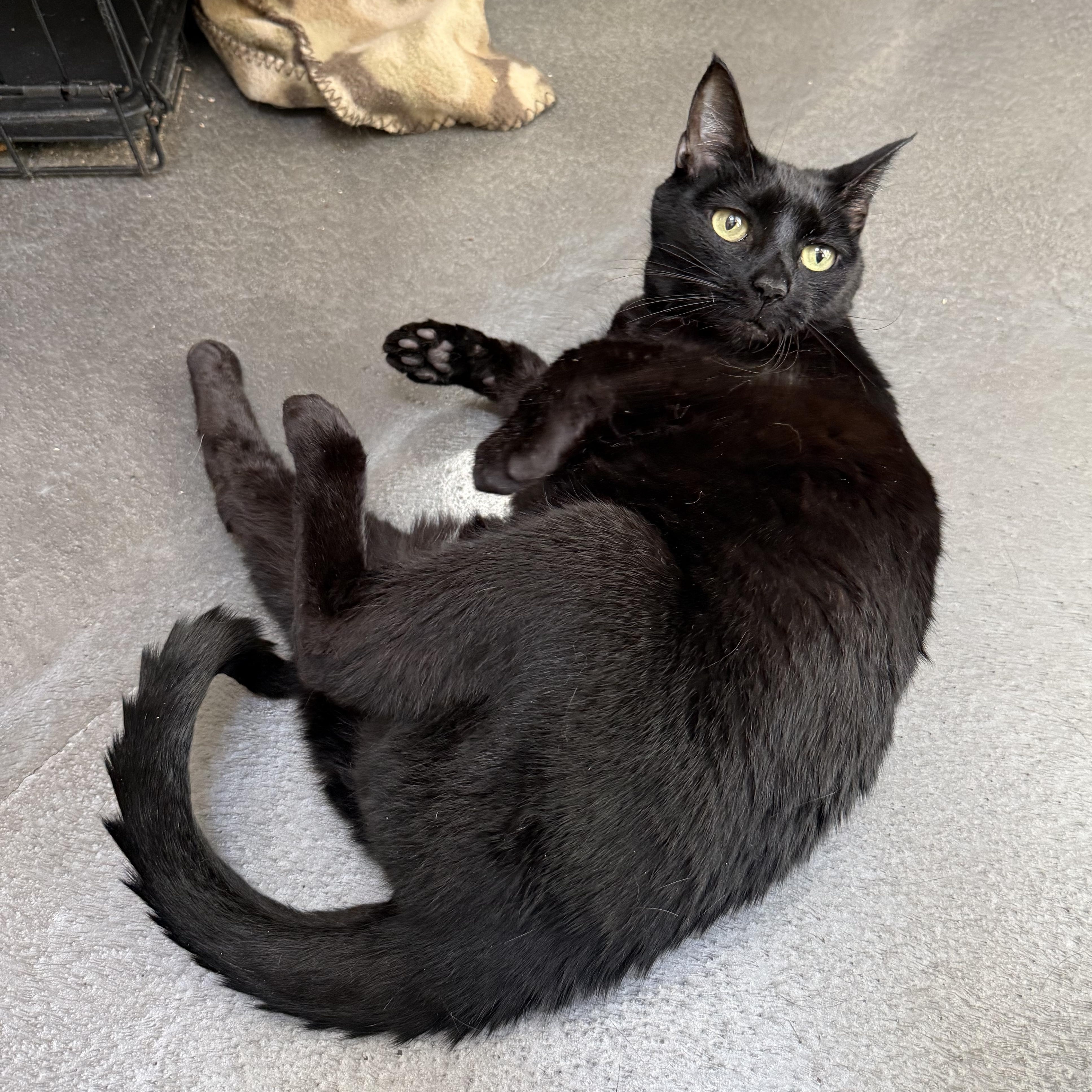 Enlarge Luna, a Adoptable mixed breed in West Milford, NJ image 3/4
