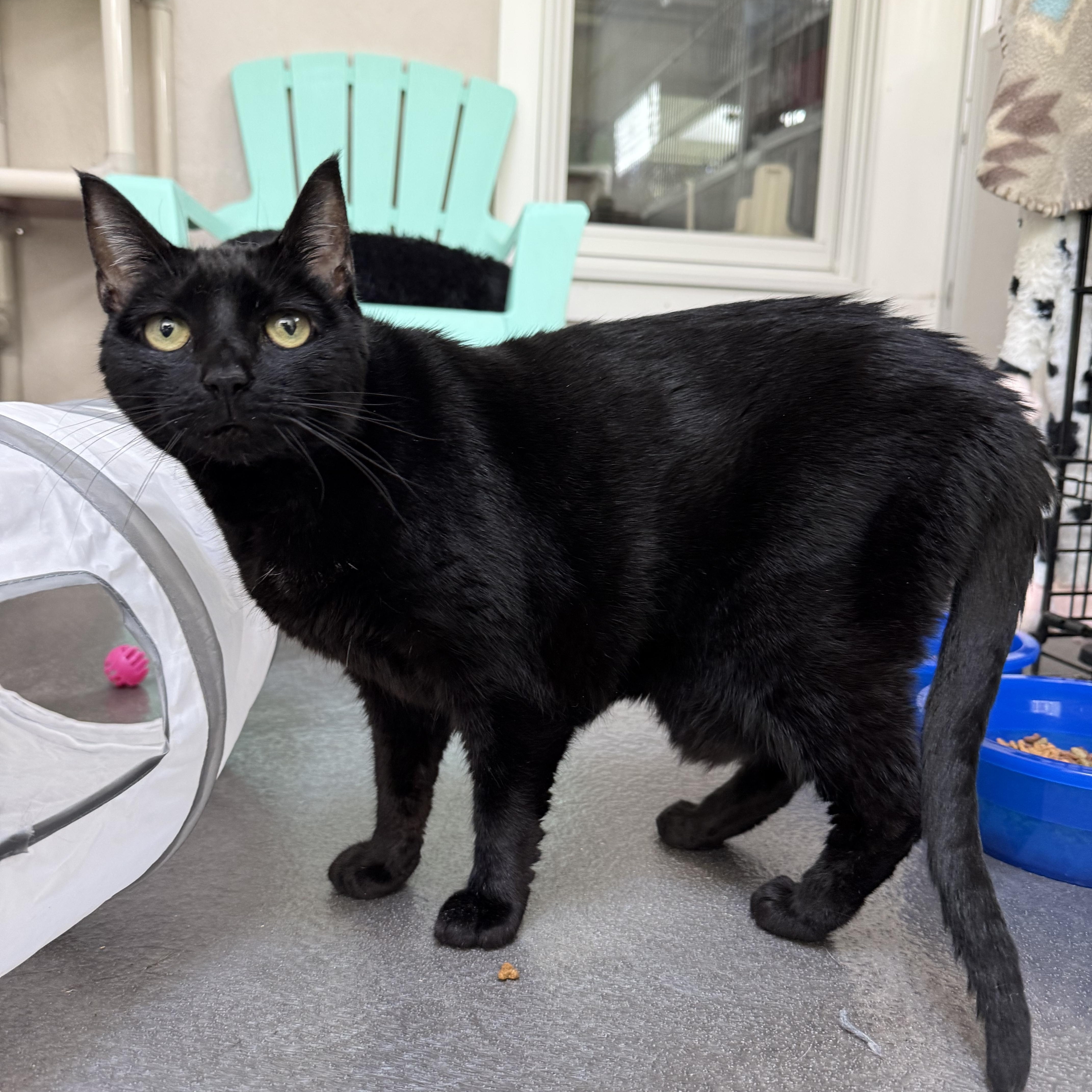 Luna, Adoptable, Senior Female Domestic Short Hair.