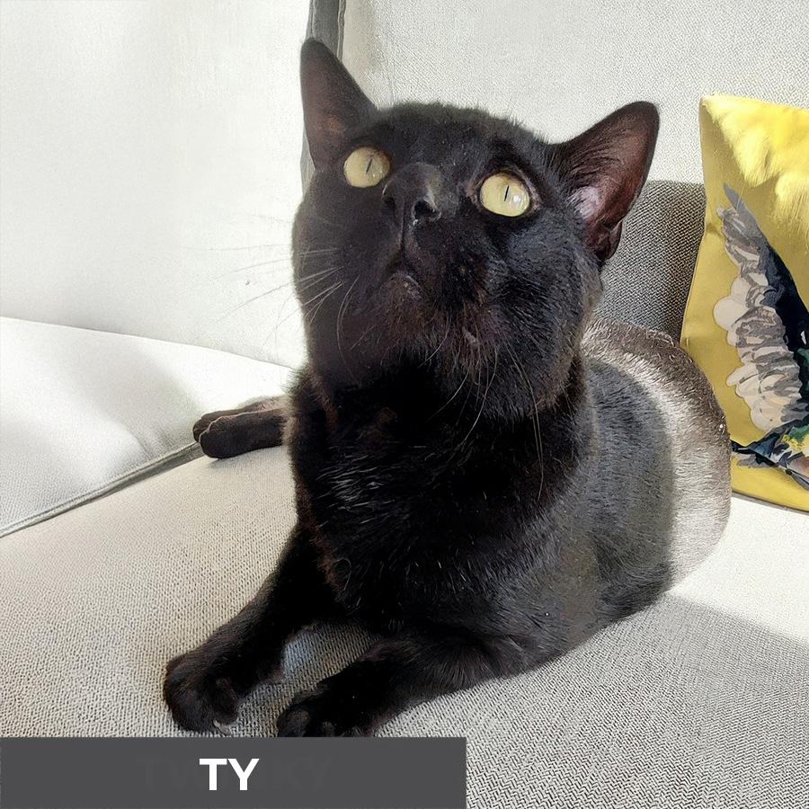 Ty, a Adoptable Domestic Short Hair in Etobicoke, ON image 3/5