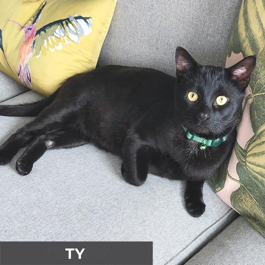 Ty, Adoptable, Adult Male Domestic Short Hair.