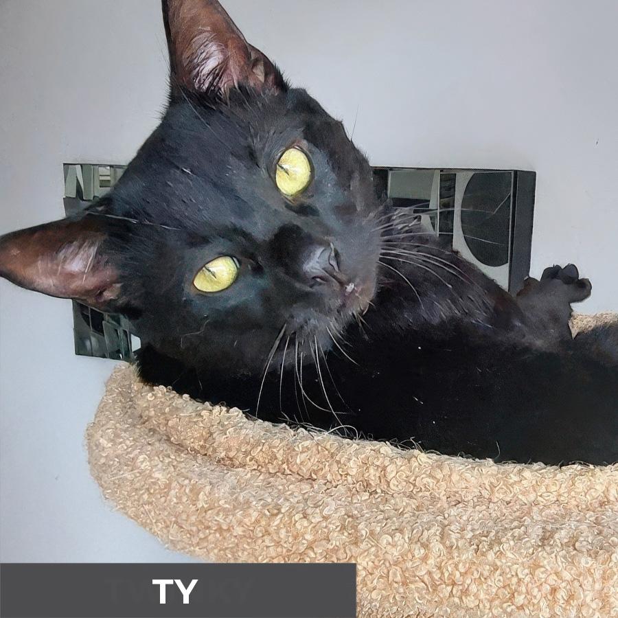 Ty, a Adoptable Domestic Short Hair in Etobicoke, ON image 2/5