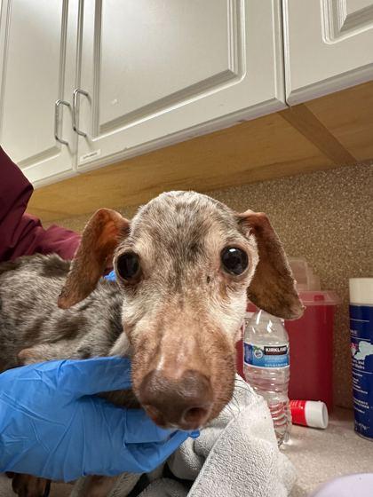 Raisin, Adoptable, Senior Female Dachshund & Mixed Breed.