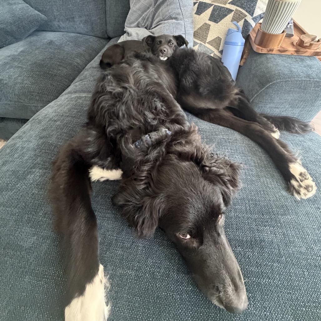 Enlarge Zion, a Adopted Black Labrador Retriever in La Grange, KY image 2/5