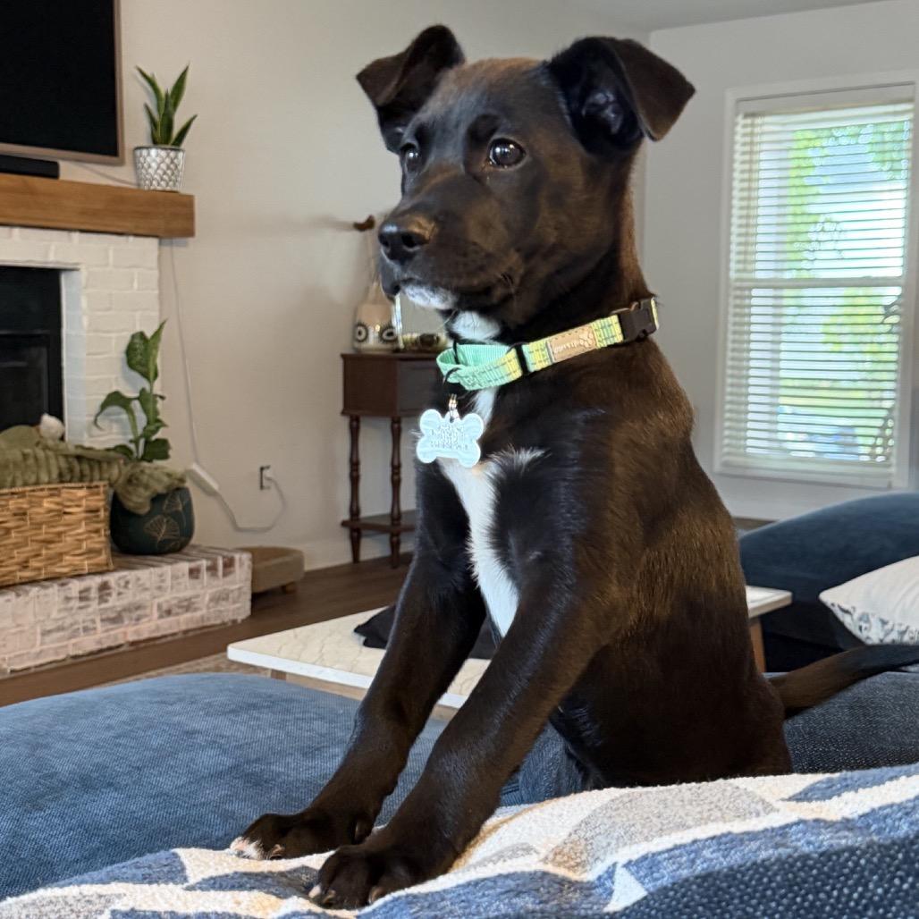 Zion, Adopted, Puppy Male Black Labrador Retriever.