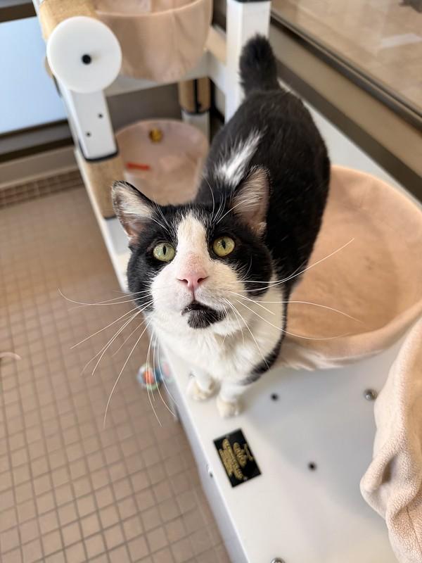 Enlarge Mr. Nubbs, a ADOPTABLE Domestic Short Hair in Truckee, CA image 3/4