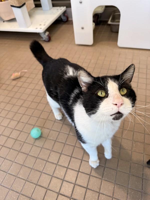 Enlarge Mr. Nubbs, a ADOPTABLE Domestic Short Hair in Truckee, CA image 4/4