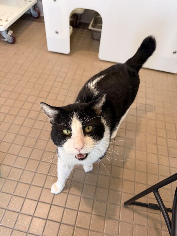 Enlarge Mr. Nubbs, a ADOPTABLE Domestic Short Hair in Truckee, CA image 2/4