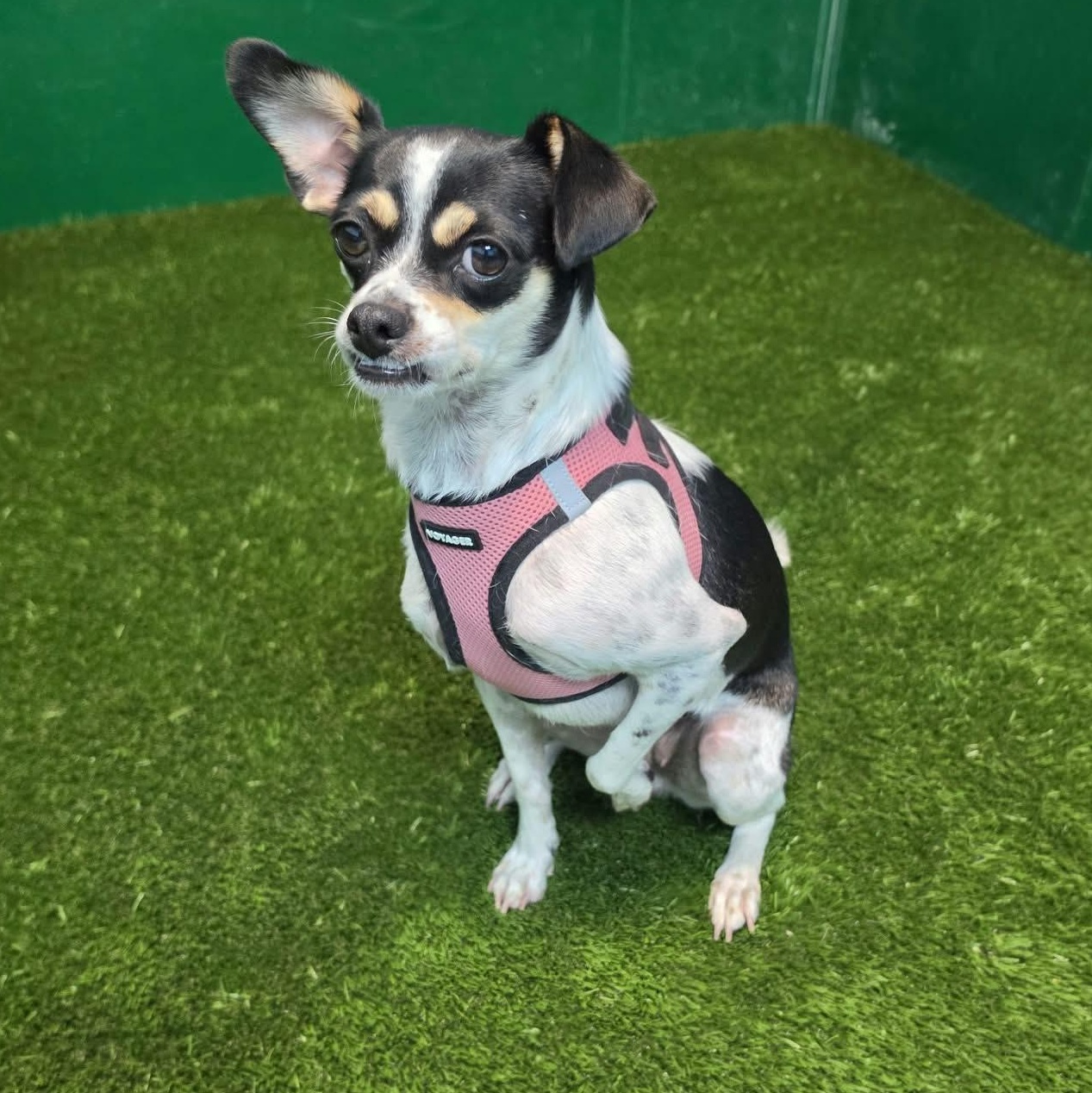 Enlarge Katalina, a Adopted mixed breed in Southfield , MI image 4/6