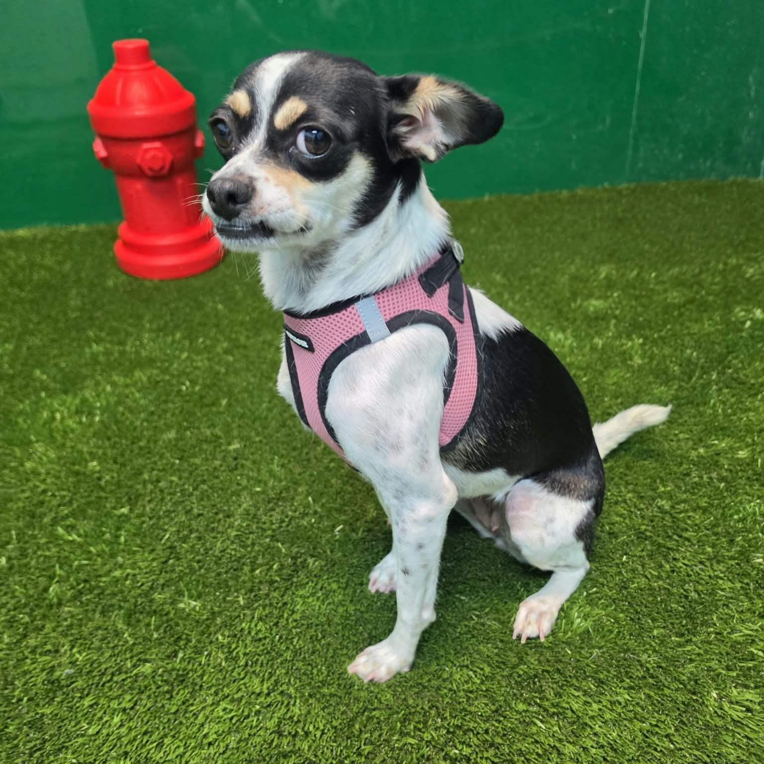 Enlarge Katalina, a Adopted mixed breed in Southfield , MI image 2/6