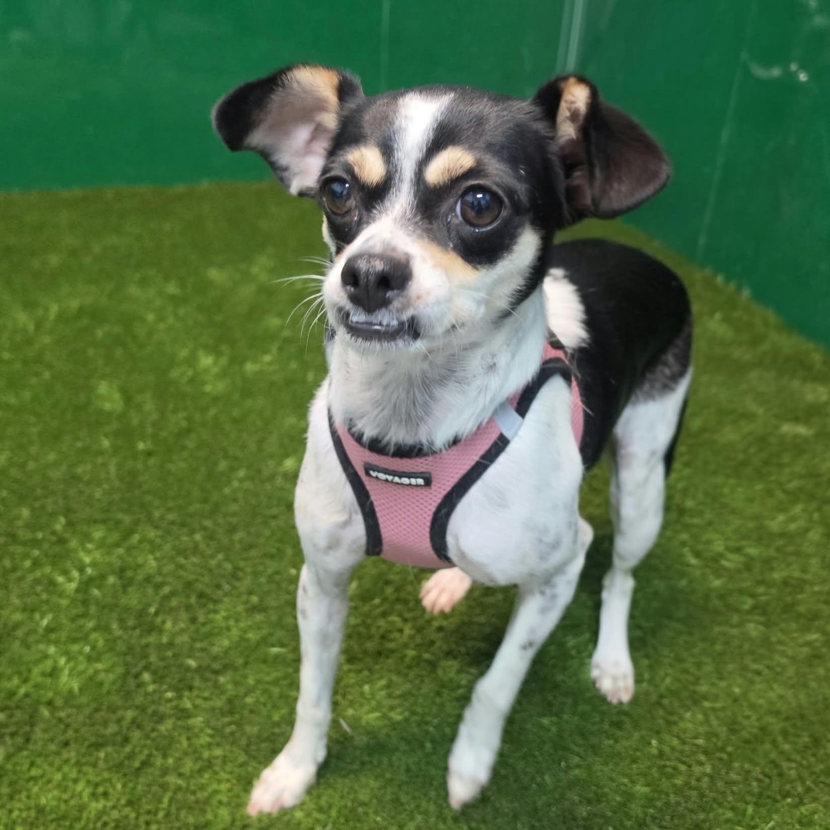 Enlarge Katalina, a Adopted mixed breed in Southfield , MI image 5/6