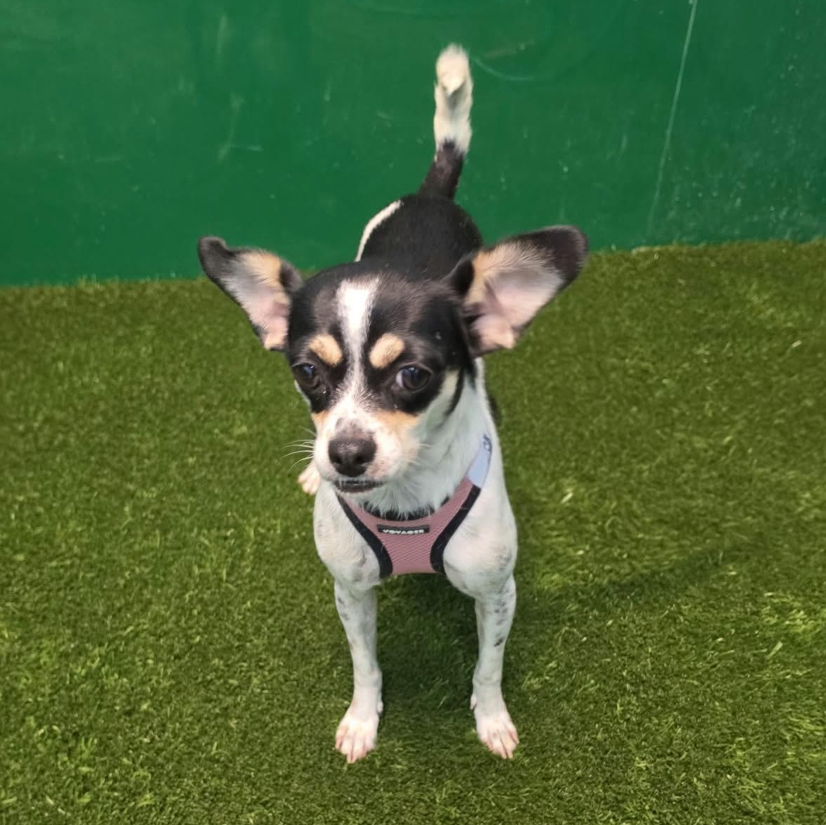 Enlarge Katalina, a Adopted mixed breed in Southfield , MI image 6/6