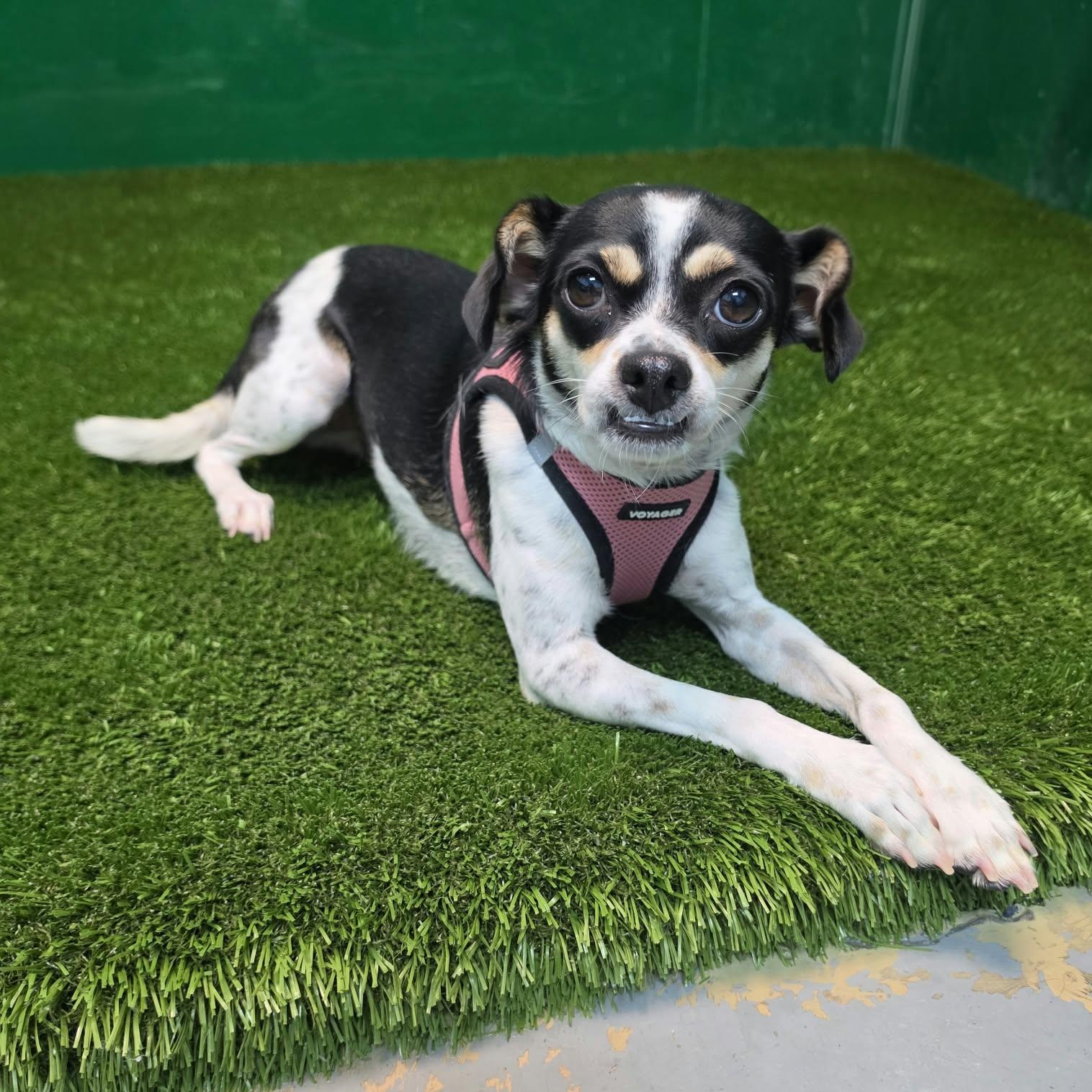 Enlarge Katalina, a Adopted mixed breed in Southfield , MI image 1/6