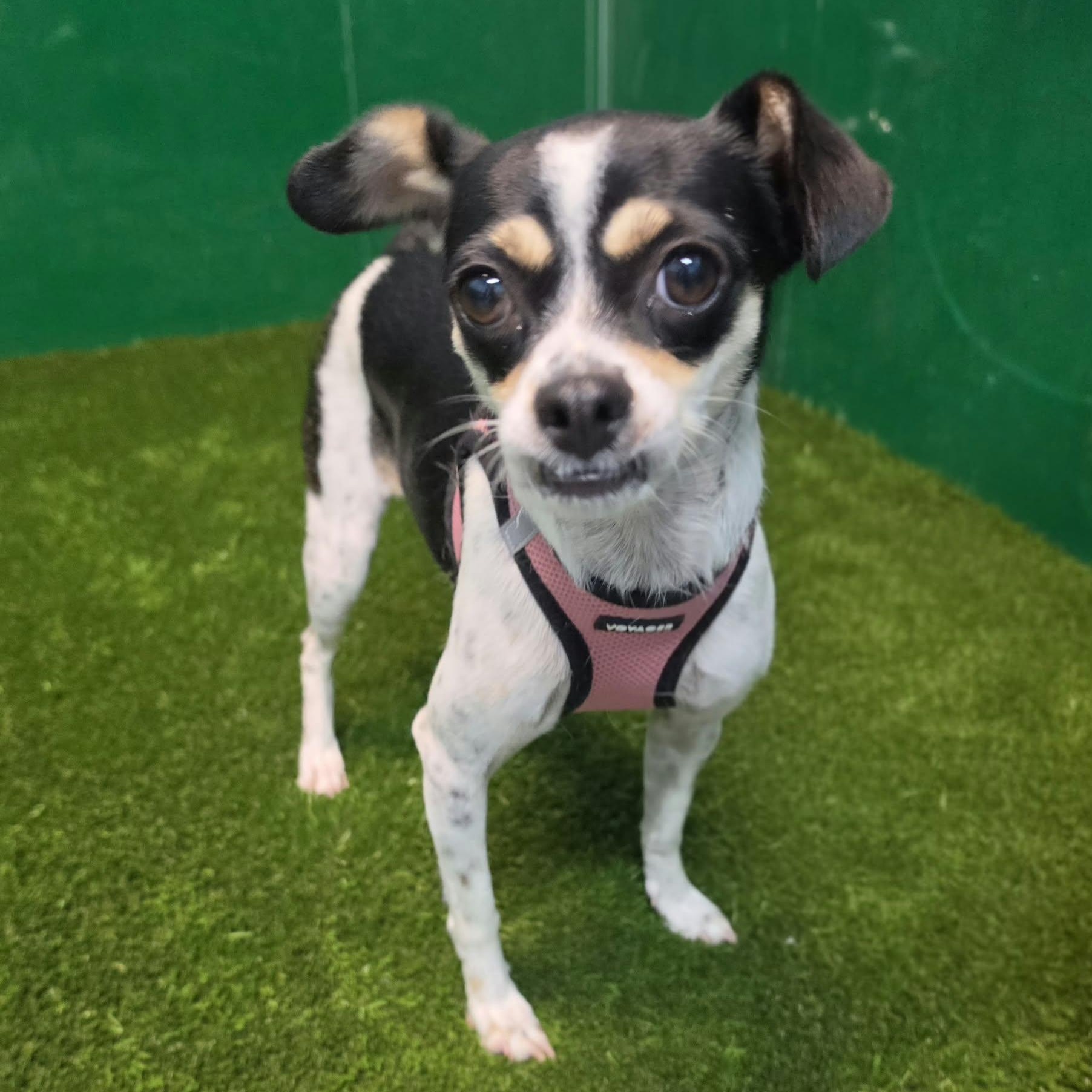 Enlarge Katalina, a Adopted mixed breed in Southfield , MI image 3/6