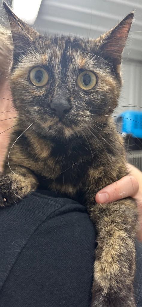 Sammi, Adoptable, Young Female Domestic Short Hair.