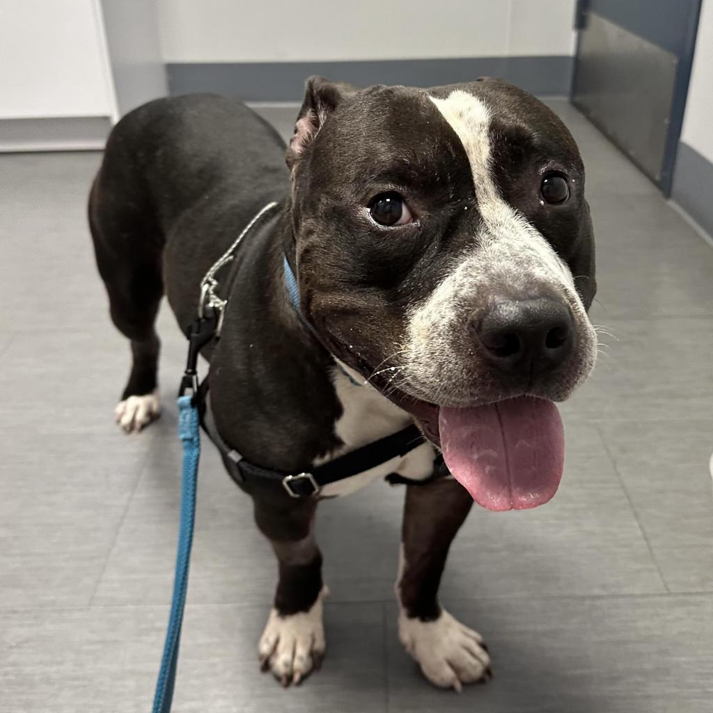 Keeno, Adoptable, Senior Male Pit Bull Terrier.