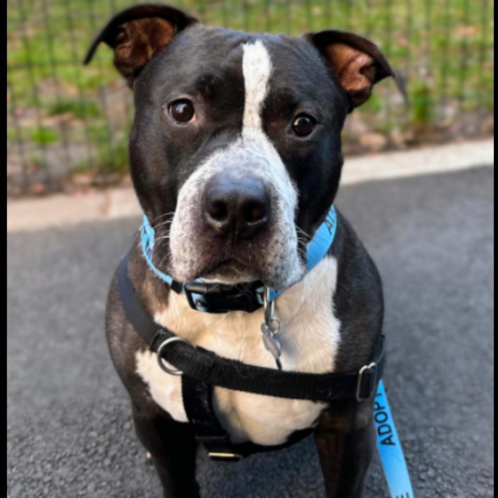 Enlarge Keeno, a Adoptable Pit Bull Terrier in Flintstone, MD image 2/6