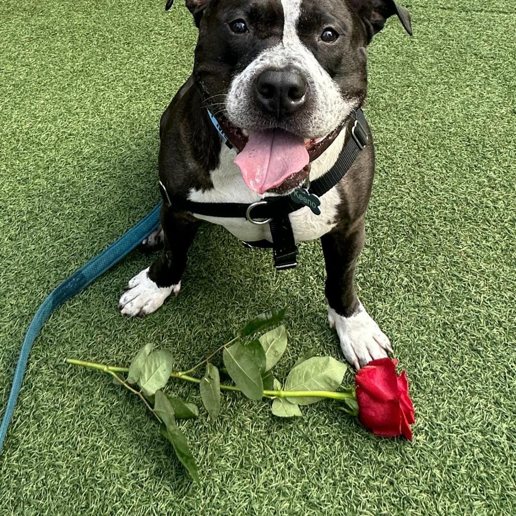 Enlarge Keeno, a Adoptable Pit Bull Terrier in Flintstone, MD image 3/6