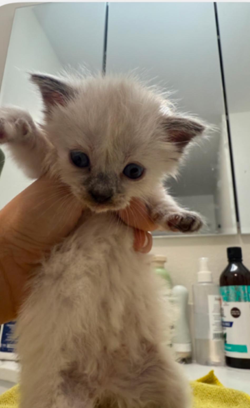 Jabbers, Adopted, Young Female Siamese.