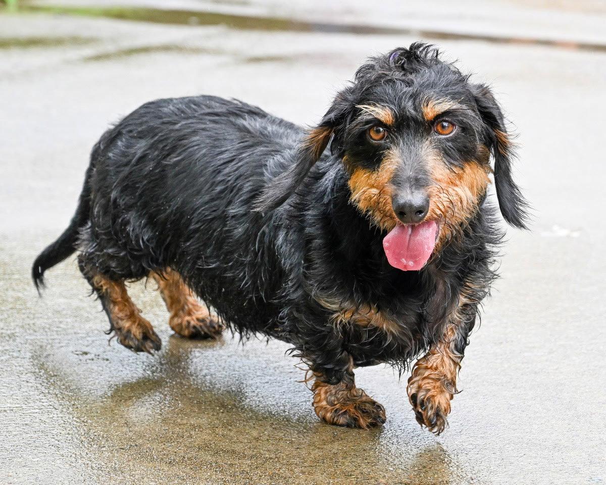 GRINS, adopted, Adult Male Dachshund.