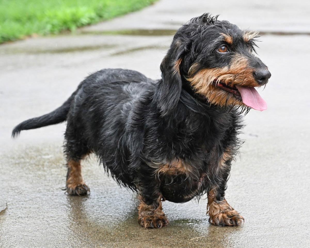 GRINS, an adopted Dachshund in Weare, NH image 2/3