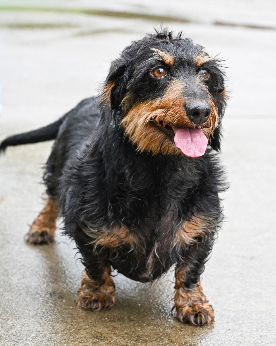 GRINS, an adopted Dachshund in Weare, NH image 3/3