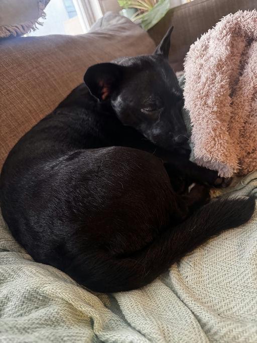 Enlarge Tippy, an adoptable mixed breed in Los Angeles, CA image 6/6