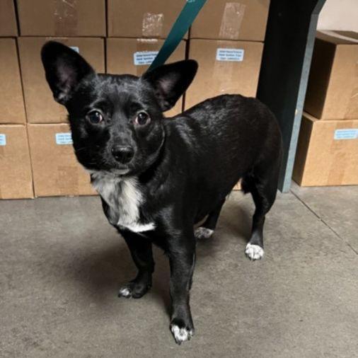 Enlarge Tippy, an adoptable mixed breed in Los Angeles, CA image 1/6