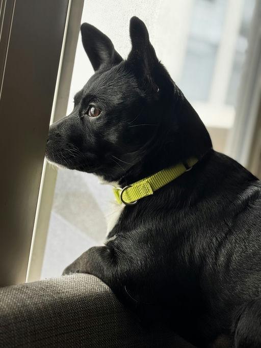 Enlarge Tippy, an adoptable mixed breed in Los Angeles, CA image 2/6