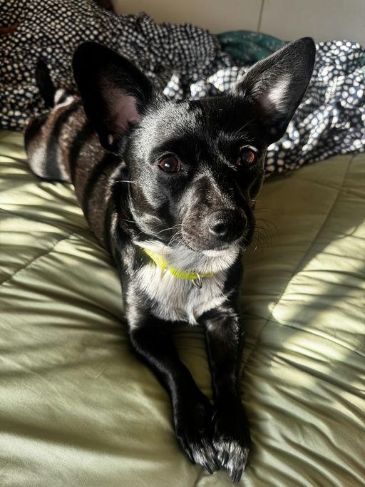 Enlarge Tippy, an adoptable mixed breed in Los Angeles, CA image 3/6