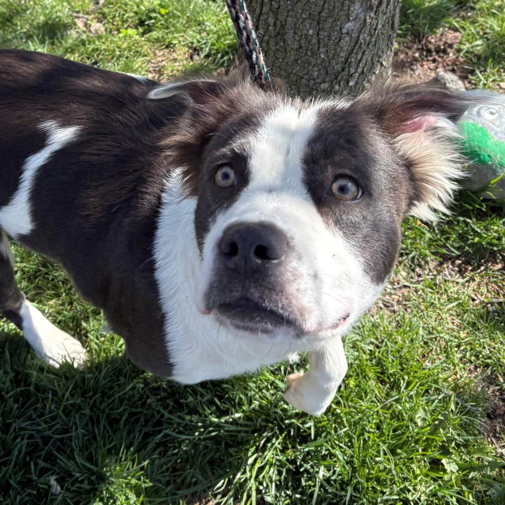 Gladys, Adoptable, Young Female Mixed Breed & Border Collie.