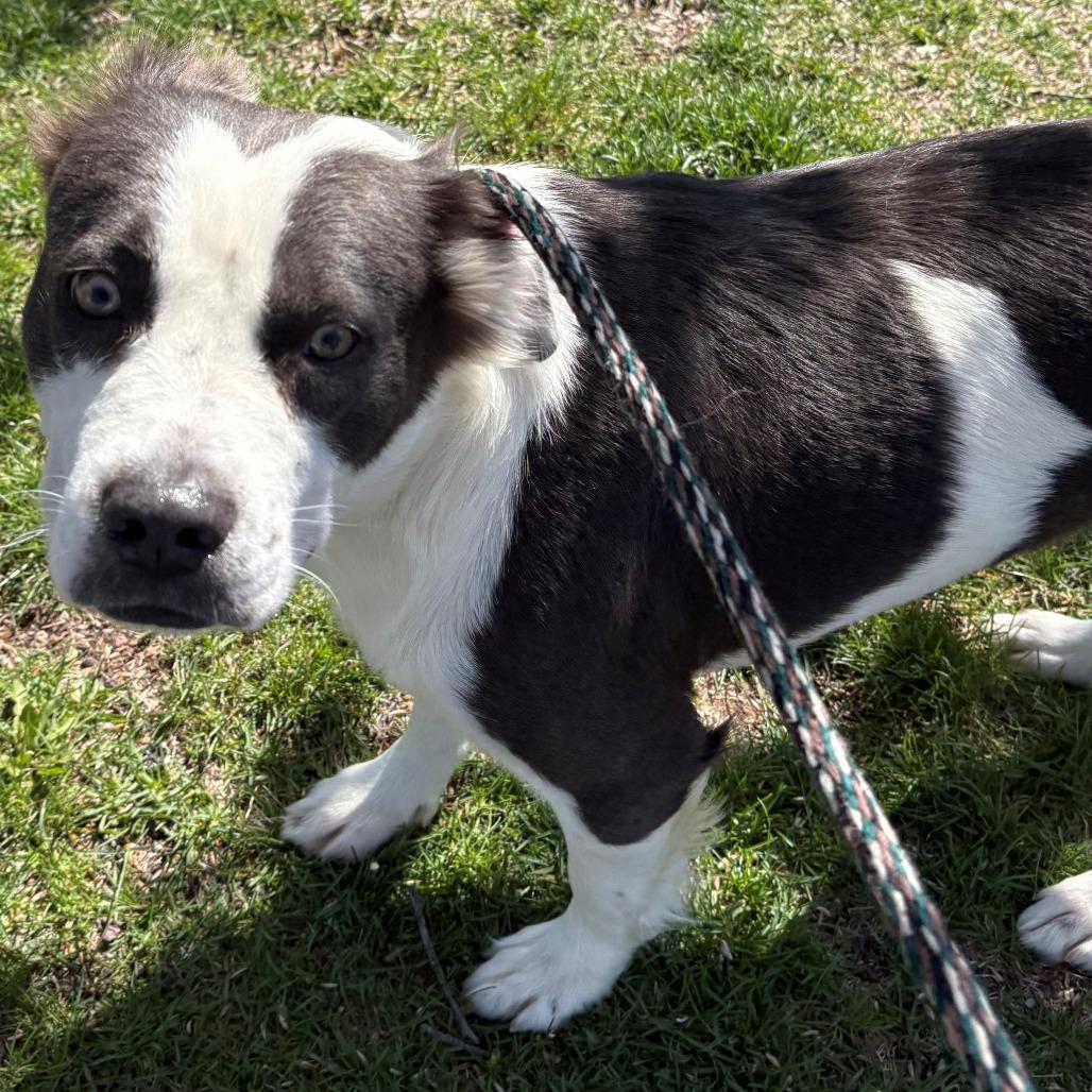 Enlarge Gladys, a Adoptable mixed breed in East Hanover, NJ image 2/6