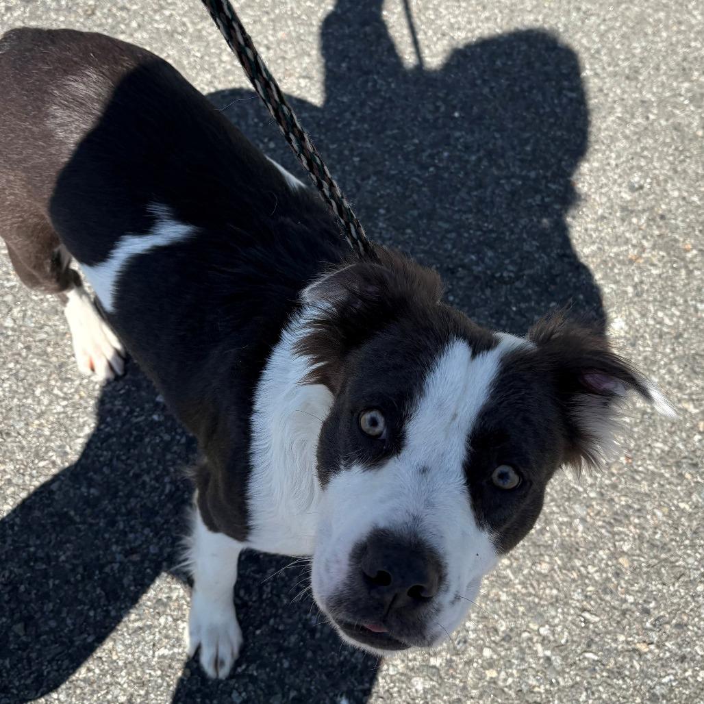 Enlarge Gladys, a Adoptable mixed breed in East Hanover, NJ image 3/6