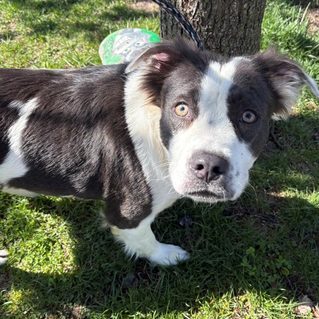 Enlarge Gladys, a Adoptable mixed breed in East Hanover, NJ image 4/6