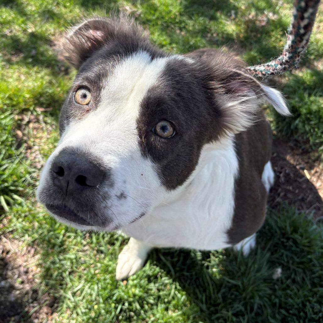 Enlarge Gladys, a Adoptable mixed breed in East Hanover, NJ image 5/6