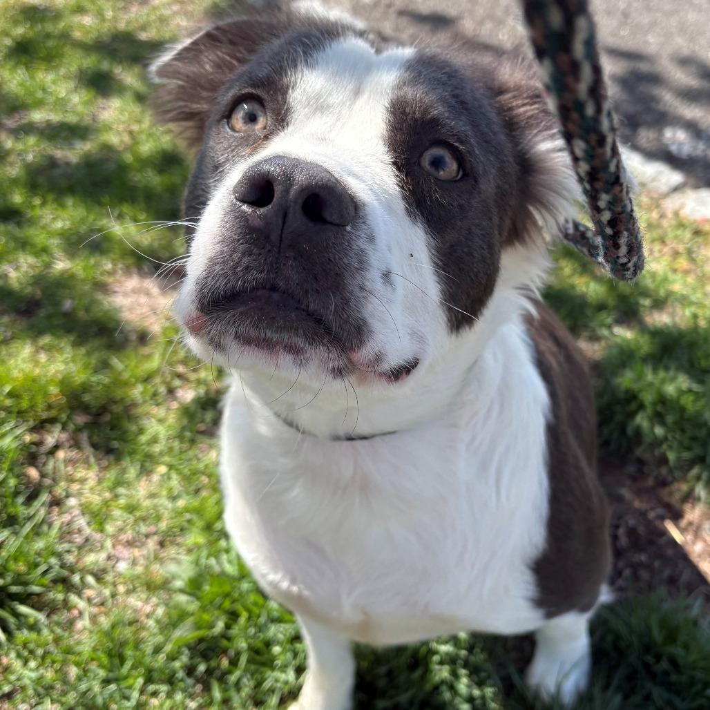 Enlarge Gladys, a Adoptable mixed breed in East Hanover, NJ image 6/6