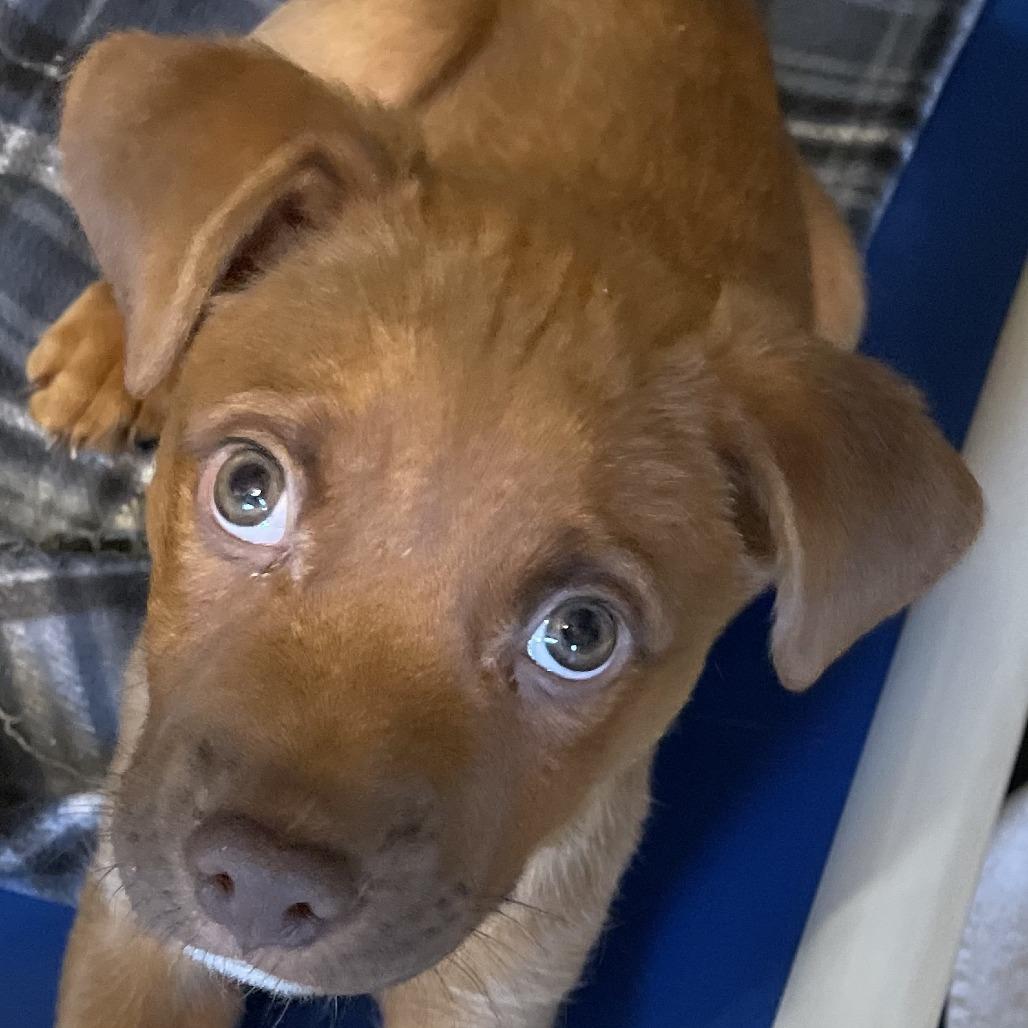 Enlarge Harry, a Adoptable mixed breed in Mundelein, IL image 1/2