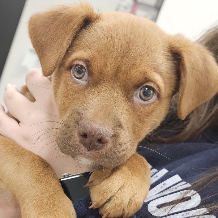 Enlarge Harry, a Adoptable mixed breed in Mundelein, IL image 2/2