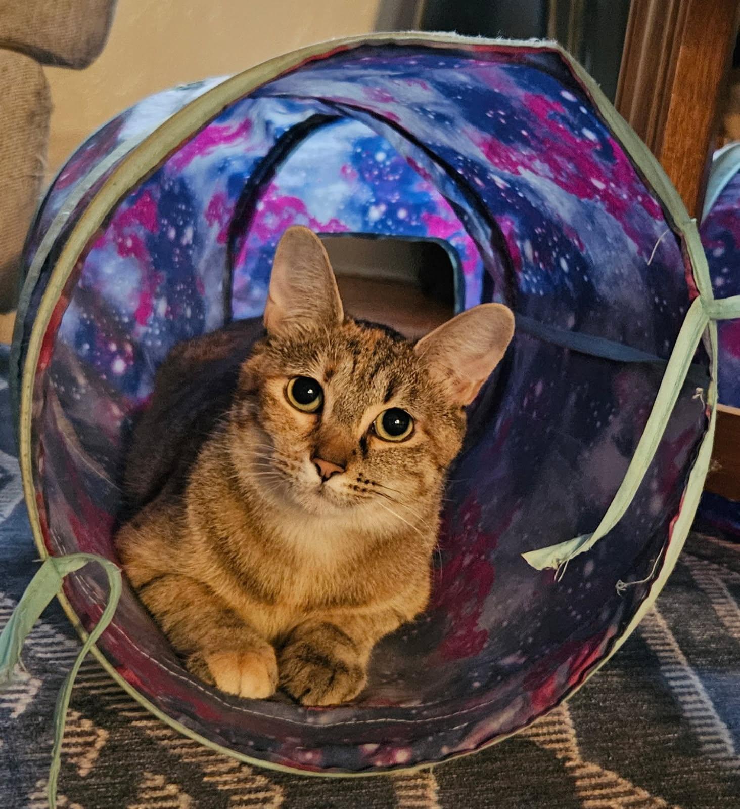 Sadie, Adoptable, Adult Female Domestic Short Hair.