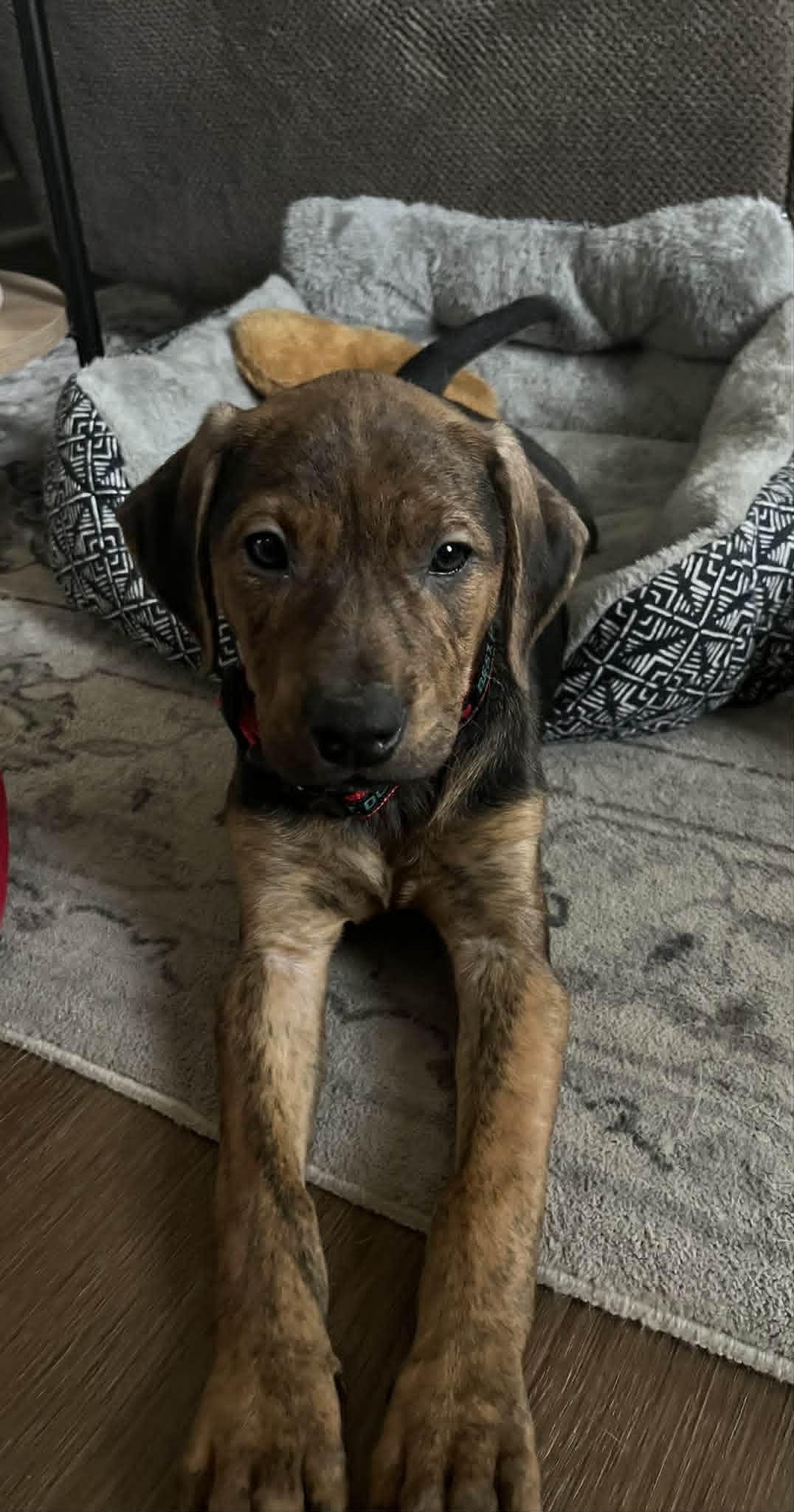 Ferdinand, a Adoptable mixed breed in Mechanicsburg, PA image 1/3