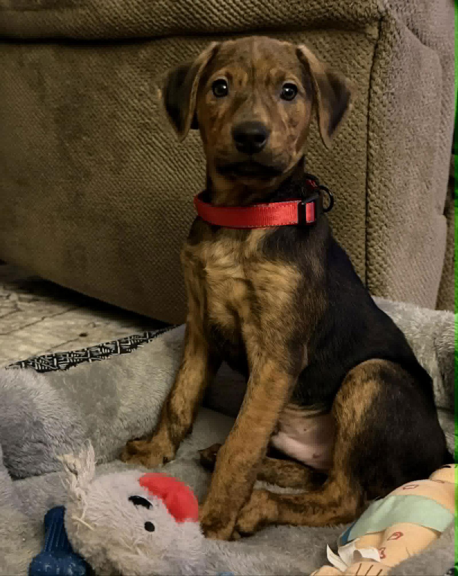 Ferdinand, a Adoptable mixed breed in Mechanicsburg, PA image 2/3