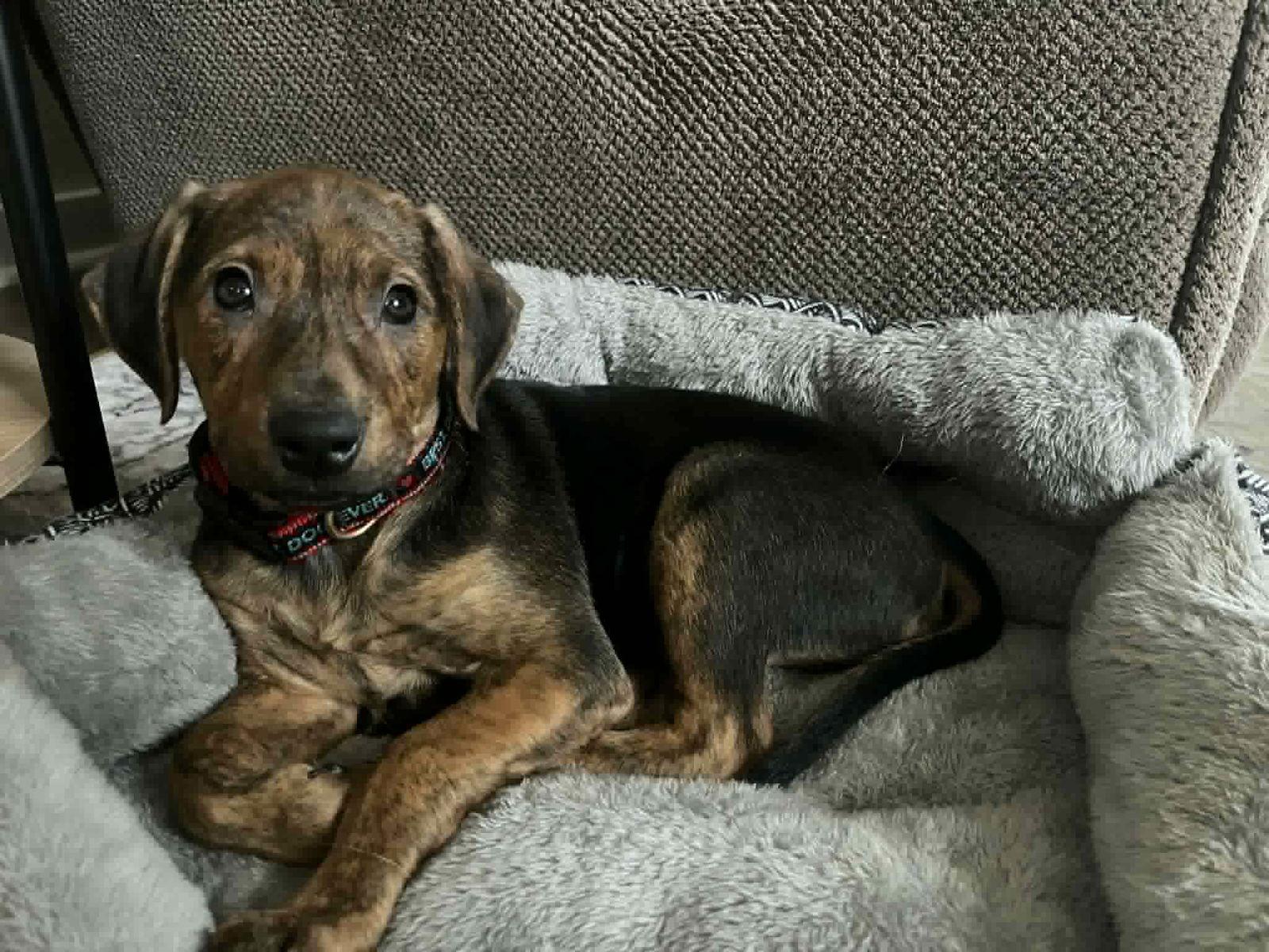 Ferdinand, a Adoptable mixed breed in Mechanicsburg, PA image 3/3