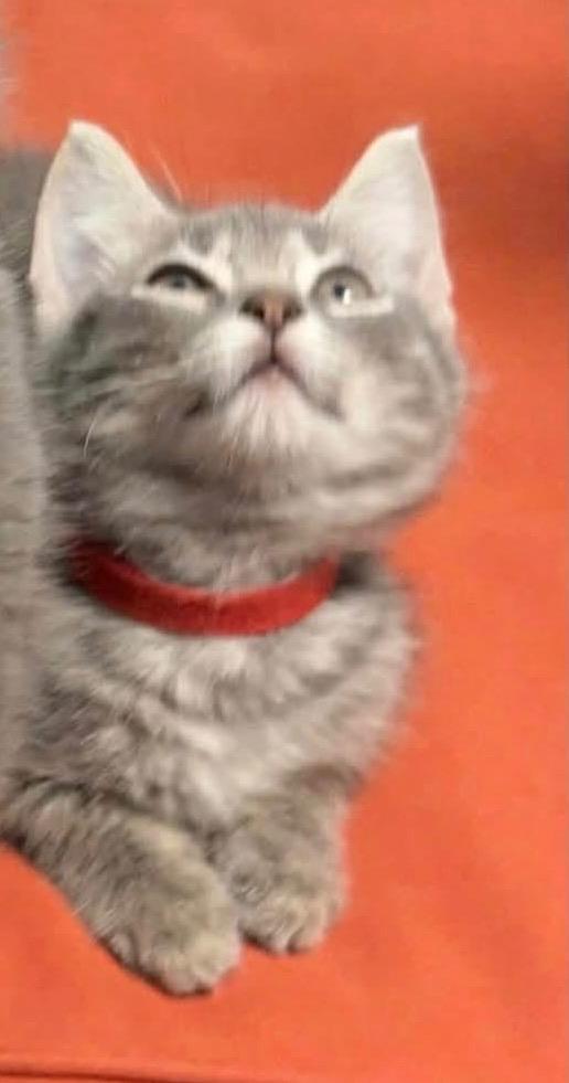 Ruby - Red, Adoptable, Kitten Female American Shorthair.